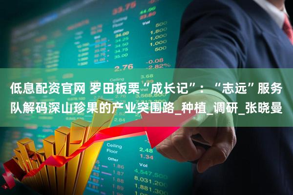 低息配资官网 罗田板栗“成长记”：“志远”服务队解码深山珍果的产业突围路_种植_调研_张晓曼